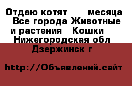 Отдаю котят. 1,5 месяца - Все города Животные и растения » Кошки   . Нижегородская обл.,Дзержинск г.